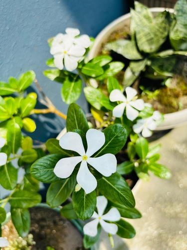 Madagascar Periwinkle