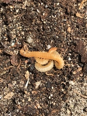 Geophilus regnans