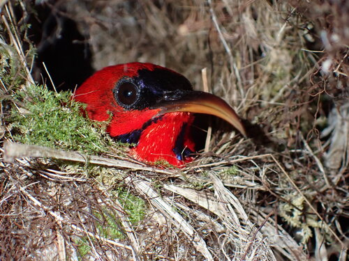 Magnificent Sunbird (Aethopyga magnifica), photo 8