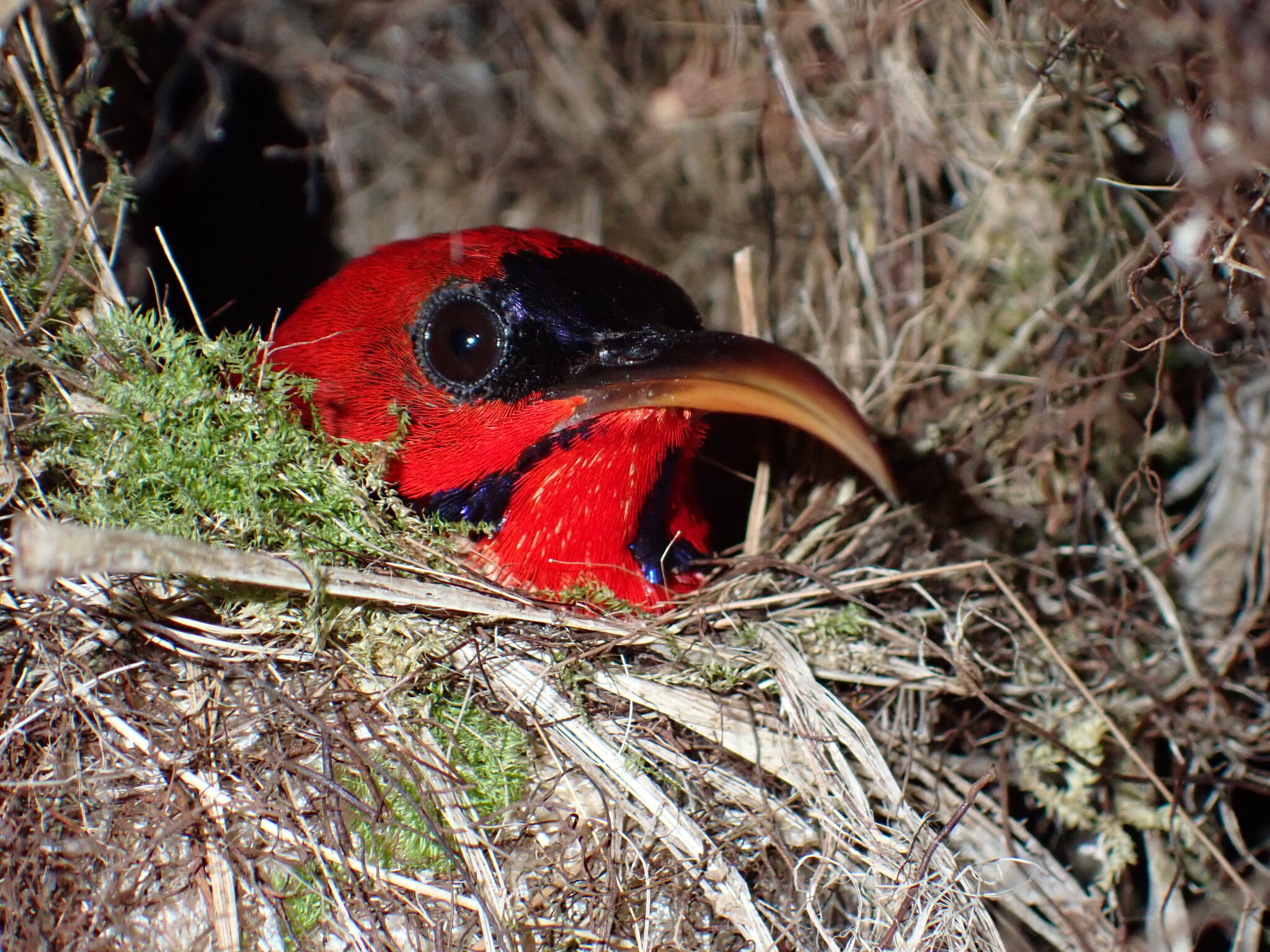 Magnificent Sunbird (Aethopyga magnifica), photo 8