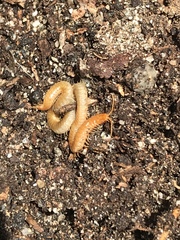 Geophilus regnans