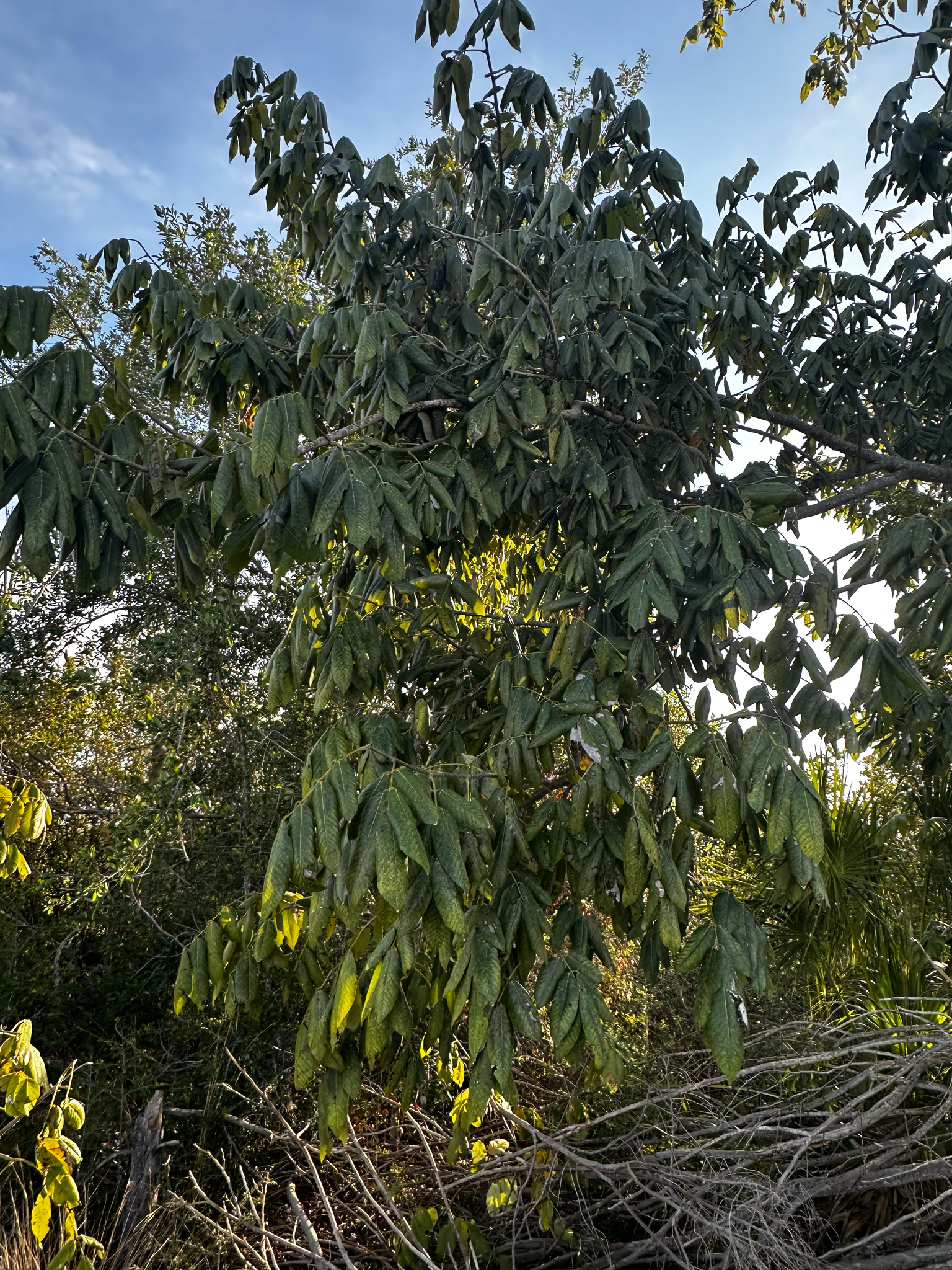 Foto de Piscidia piscipula (L.) Sarg.