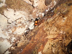 Scaphidomorphus bosci