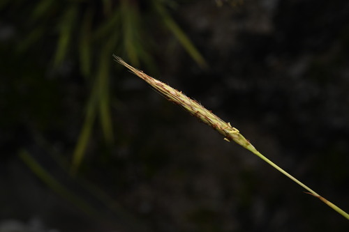 Ischaemum aureum observed 2026-03-20