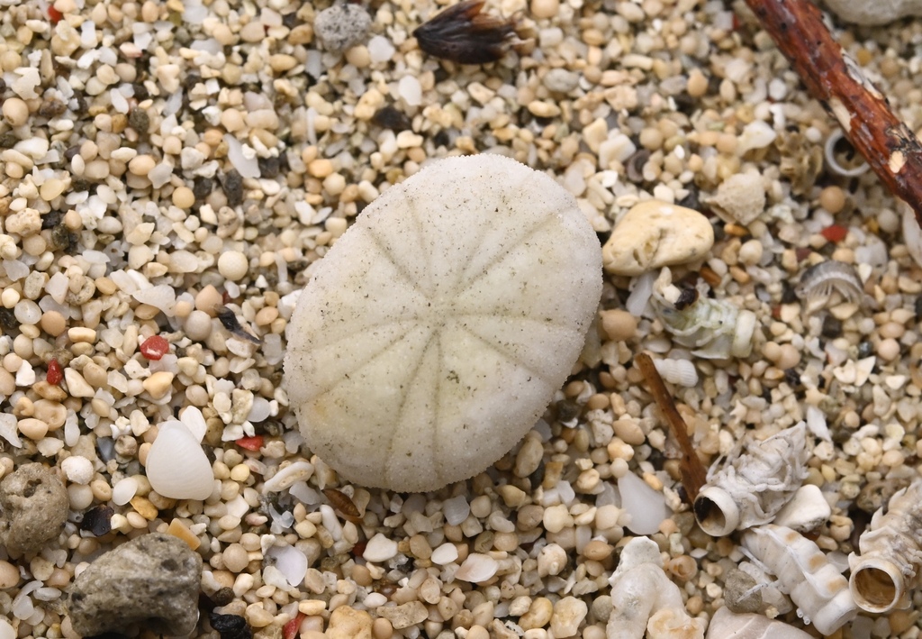 Little Burrowing Urchin
