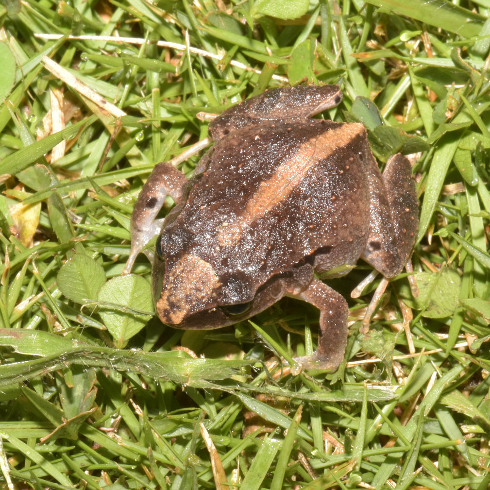 Jamaican Peak Frog