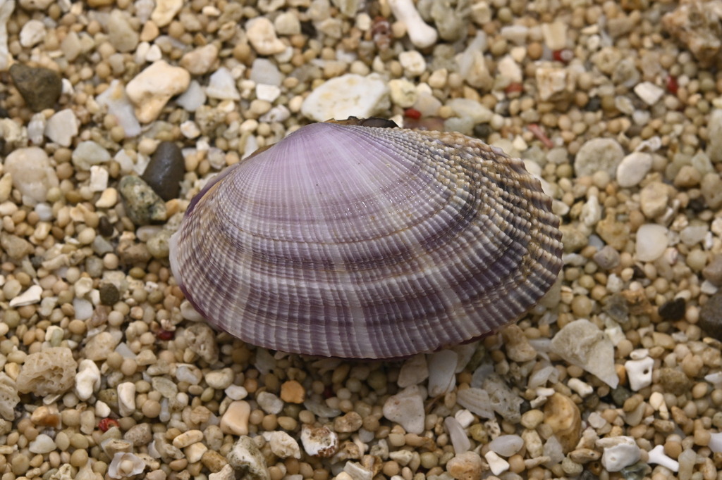 Pacific asaphis