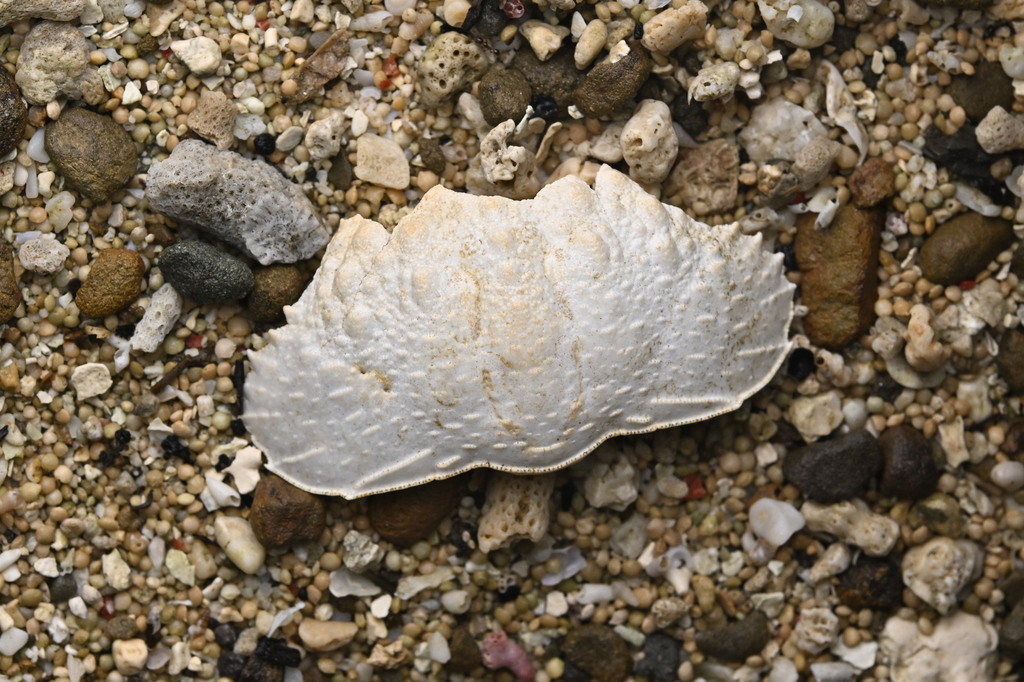 Smooth box crab