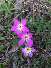 Phlox roemeriana