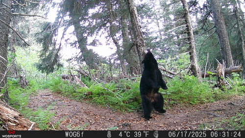 American Black Bear photographed in Alaska