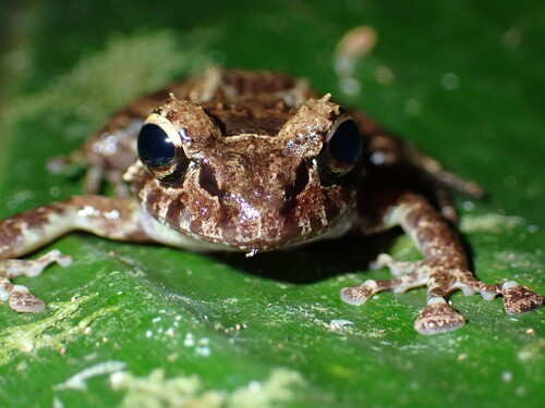 Negros Forest Frog, Platymantis negrosensis