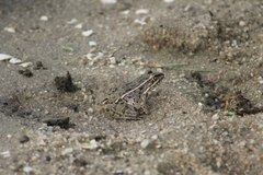 Lithobates magnaocularis