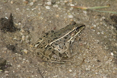 Lithobates magnaocularis