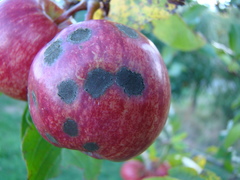 Sarna-da-macieira (Venturia inaequalis)
