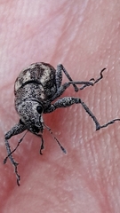 Parapantomorus fluctuosus