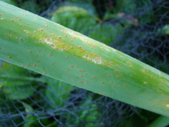 Puccinia allii