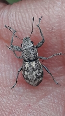 Parapantomorus fluctuosus