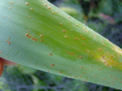 Puccinia allii