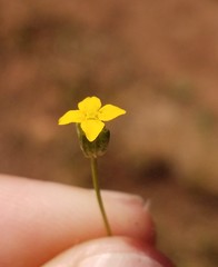 Cicendia quadrangularis