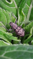 Parapantomorus fluctuosus