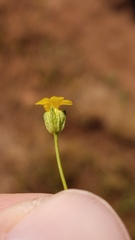 Cicendia quadrangularis