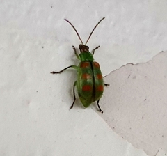 Diabrotica speciosa