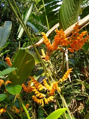 Stromanthe stromanthoides