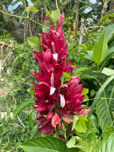 Brazilian red-cloak