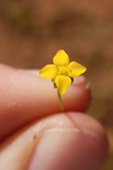Cicendia quadrangularis