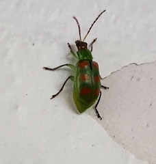 Diabrotica speciosa