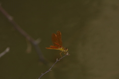 Perithemis domitia