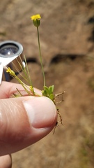 Cicendia quadrangularis
