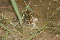 Lithobates magnaocularis