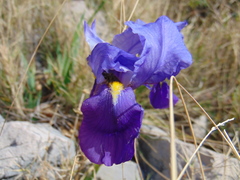 Iris pallida illyrica
