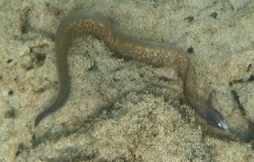 Gymnothorax thyrsoideus