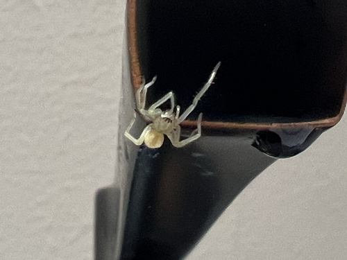 Northern Yellow Sac Spider photo 5