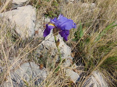 Iris pallida illyrica