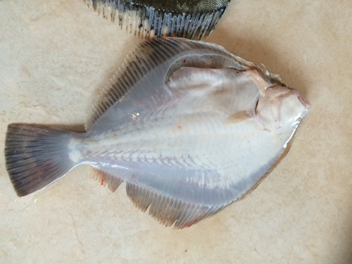 Rhombosolea plebeia