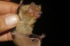 Lasiurus xanthinus