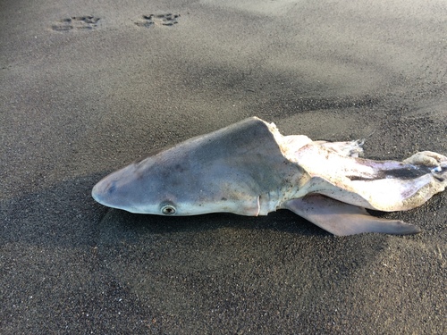 Carcharhinus brachyurus