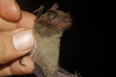 Myotis velifer