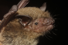 Myotis velifer