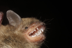 Myotis velifer