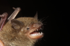 Myotis velifer