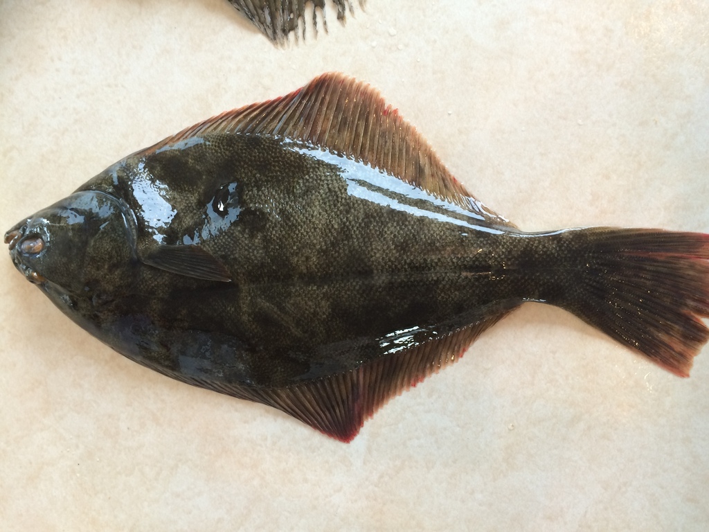 New Zealand Yellowbelly Flounder