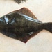 Yellowbelly Flounder - Photo (c) Lisa Bennett, some rights reserved (CC BY), uploaded by Lisa Bennett