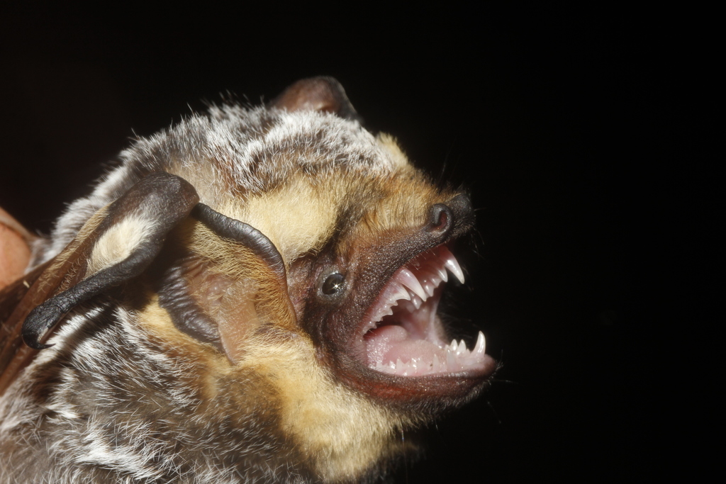 Hoary Bats