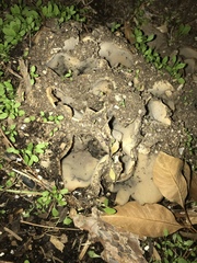 Helvella acetabulum