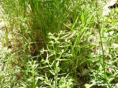 Lithospermum officinale