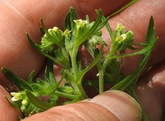 Lithospermum officinale